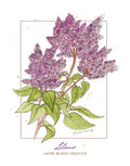 Lilacs